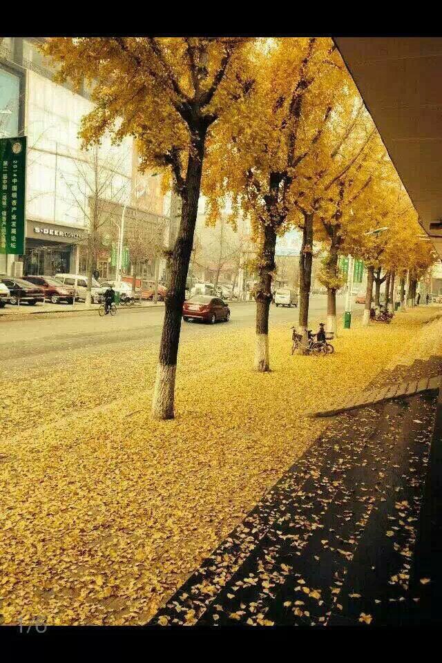 黄金满地  护理学院13级军护3班韩奉侠.jpg